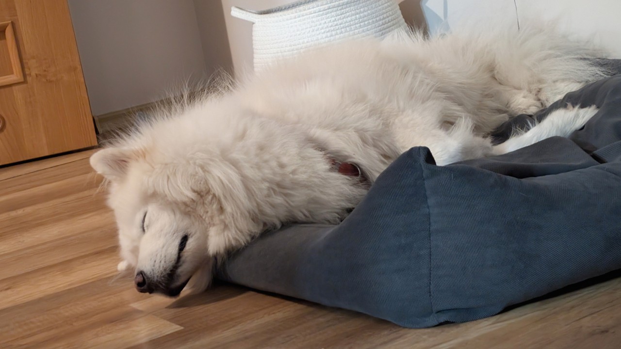 Dog boarding accommodations