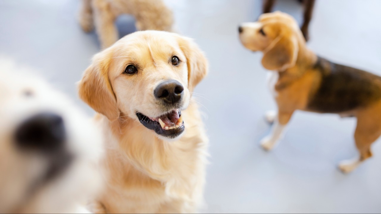 Dogs playing at boarding facility