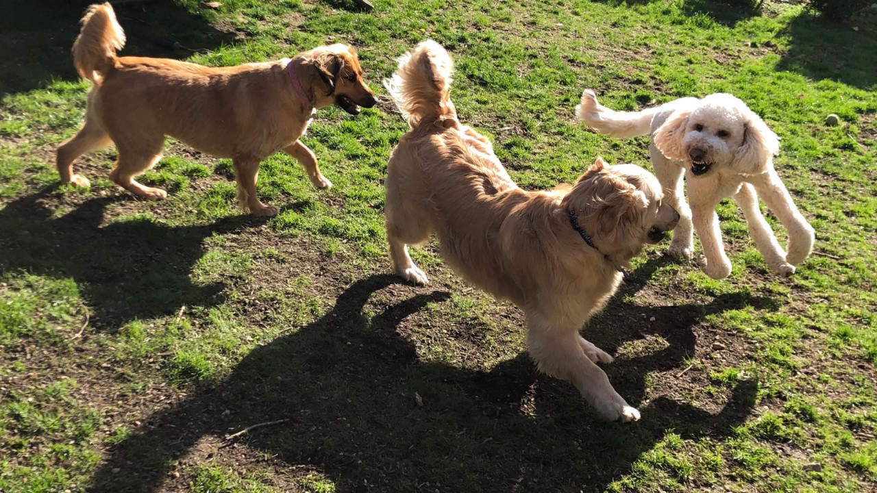 Dogs enjoying daycare