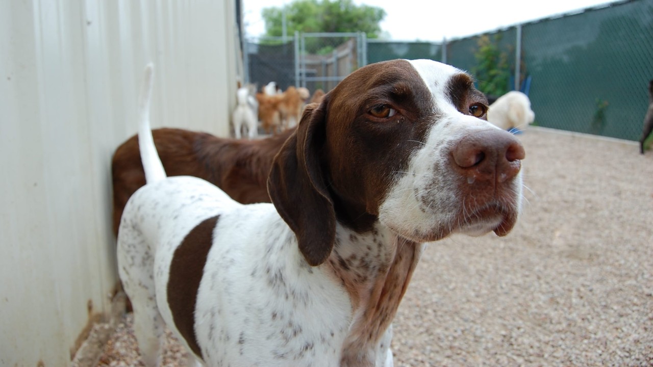 Outdoor exercise yards